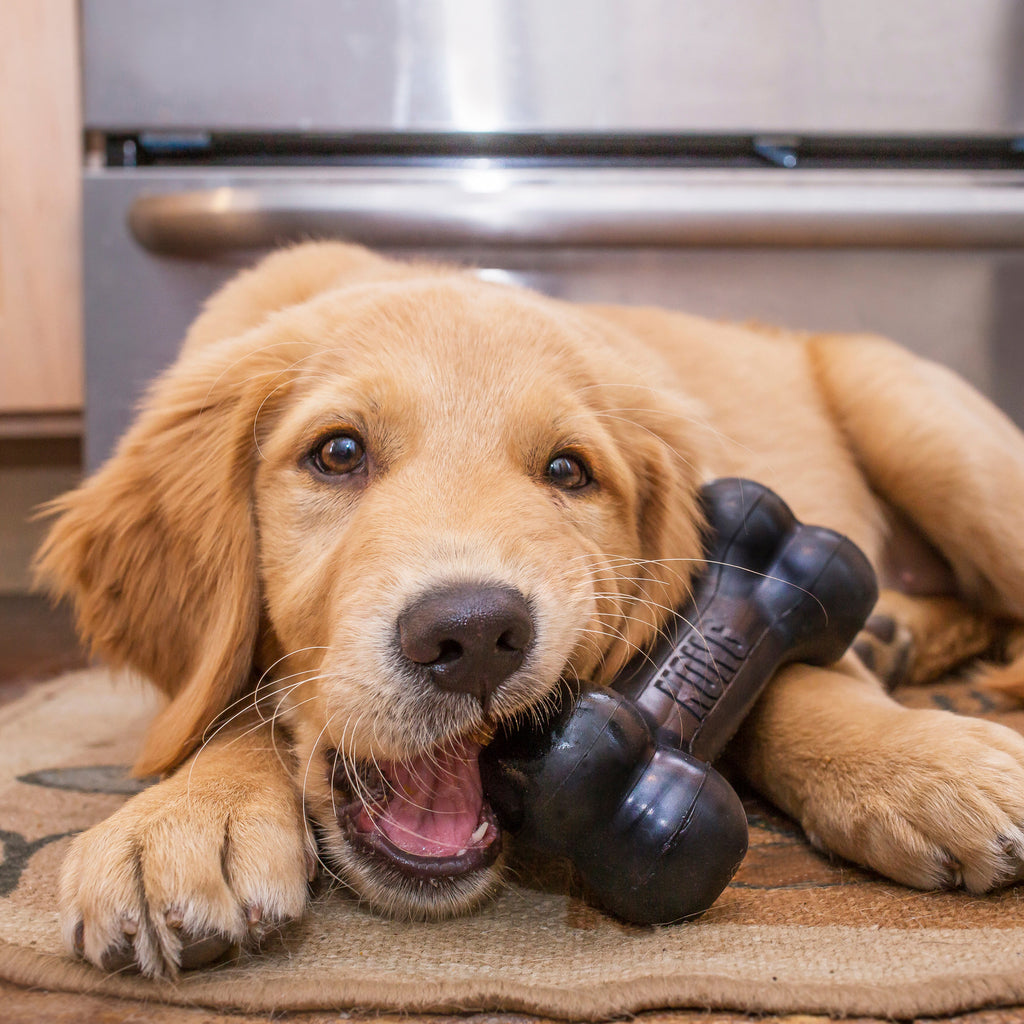 KONG Extreme Goodie Bone Dog Toy - Black