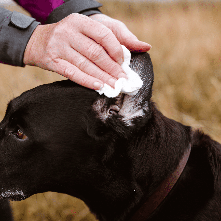 WAP: 7 – Ear Wash