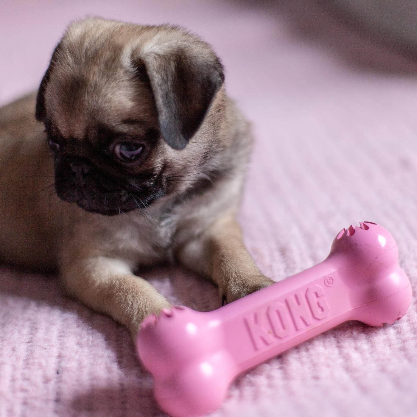 KONG Puppy Goodie Bone Dog Toy - Pink