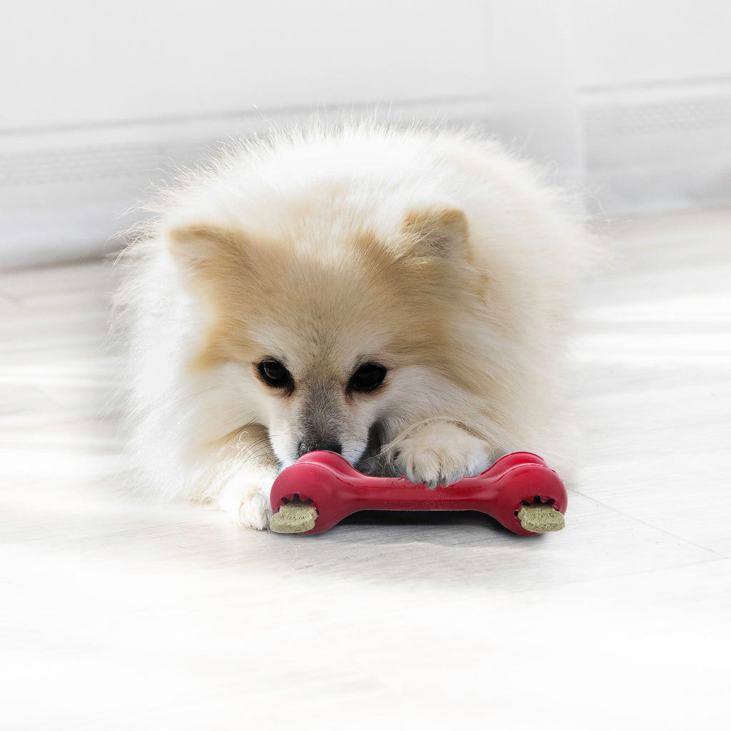 KONG Classic Goodie Bone Dog Toy - Red