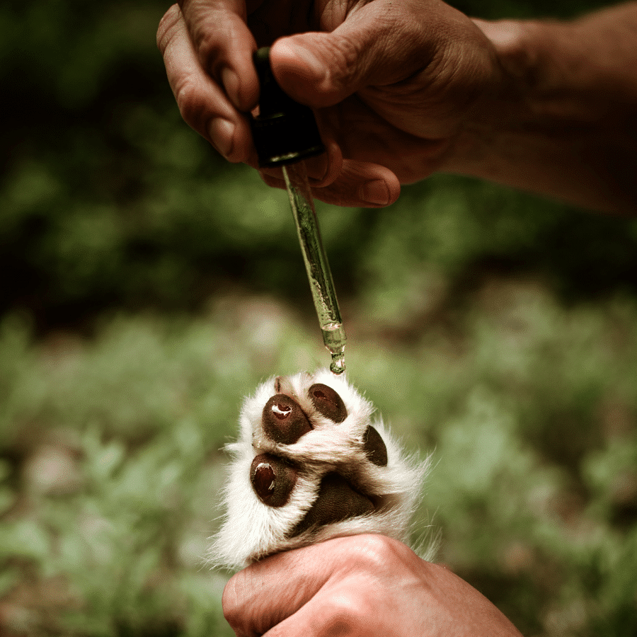 WAP: 1 – Paw Oil