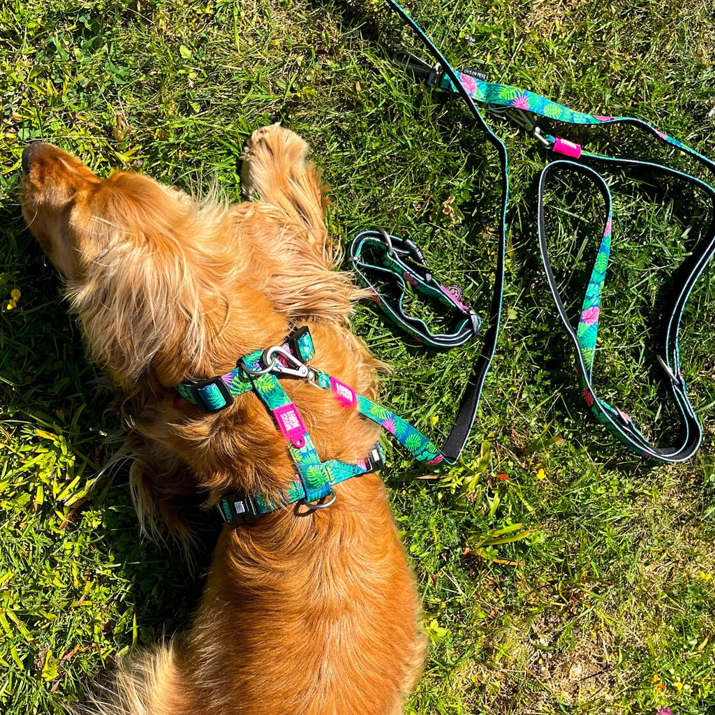 H-Harness