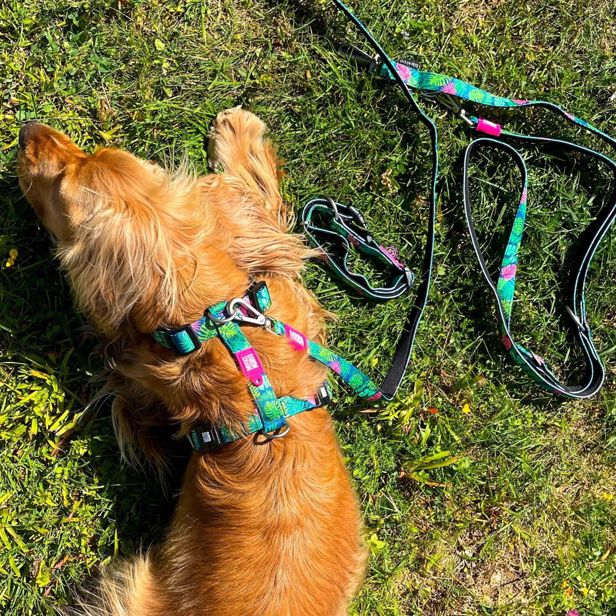 H-Harness