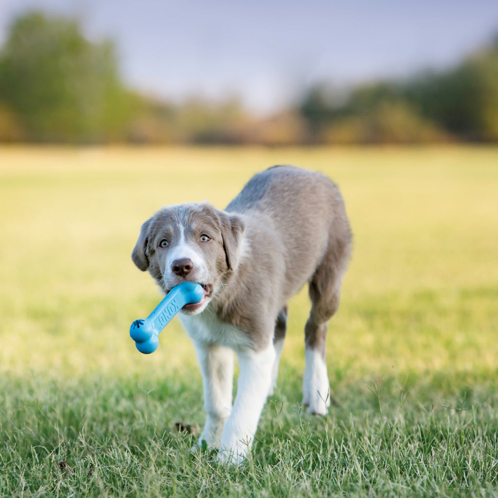 KONG Puppy Goodie Bone Dog Toy - Blue