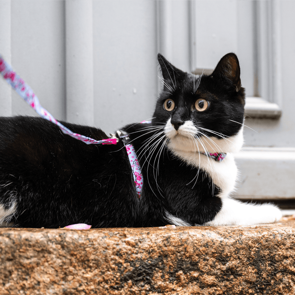 Cat Harness and Leash
