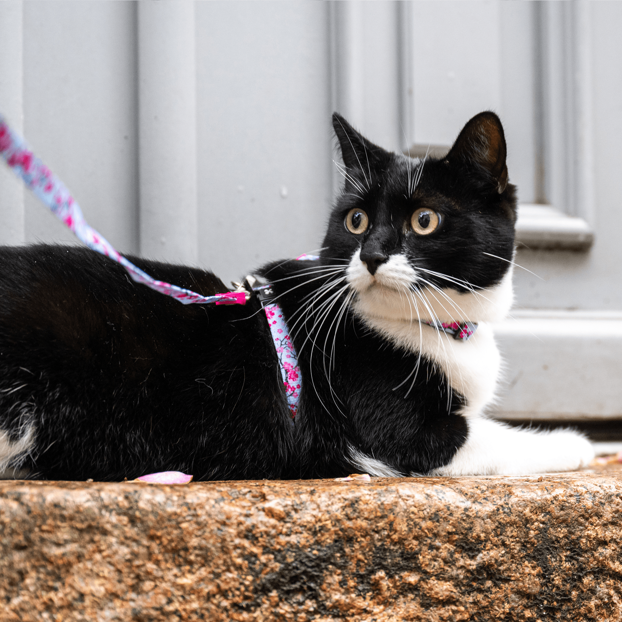 Cat Harness and Leash