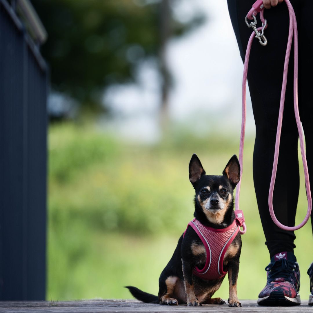 Matrix 2.0 Adjustable Rope Leash