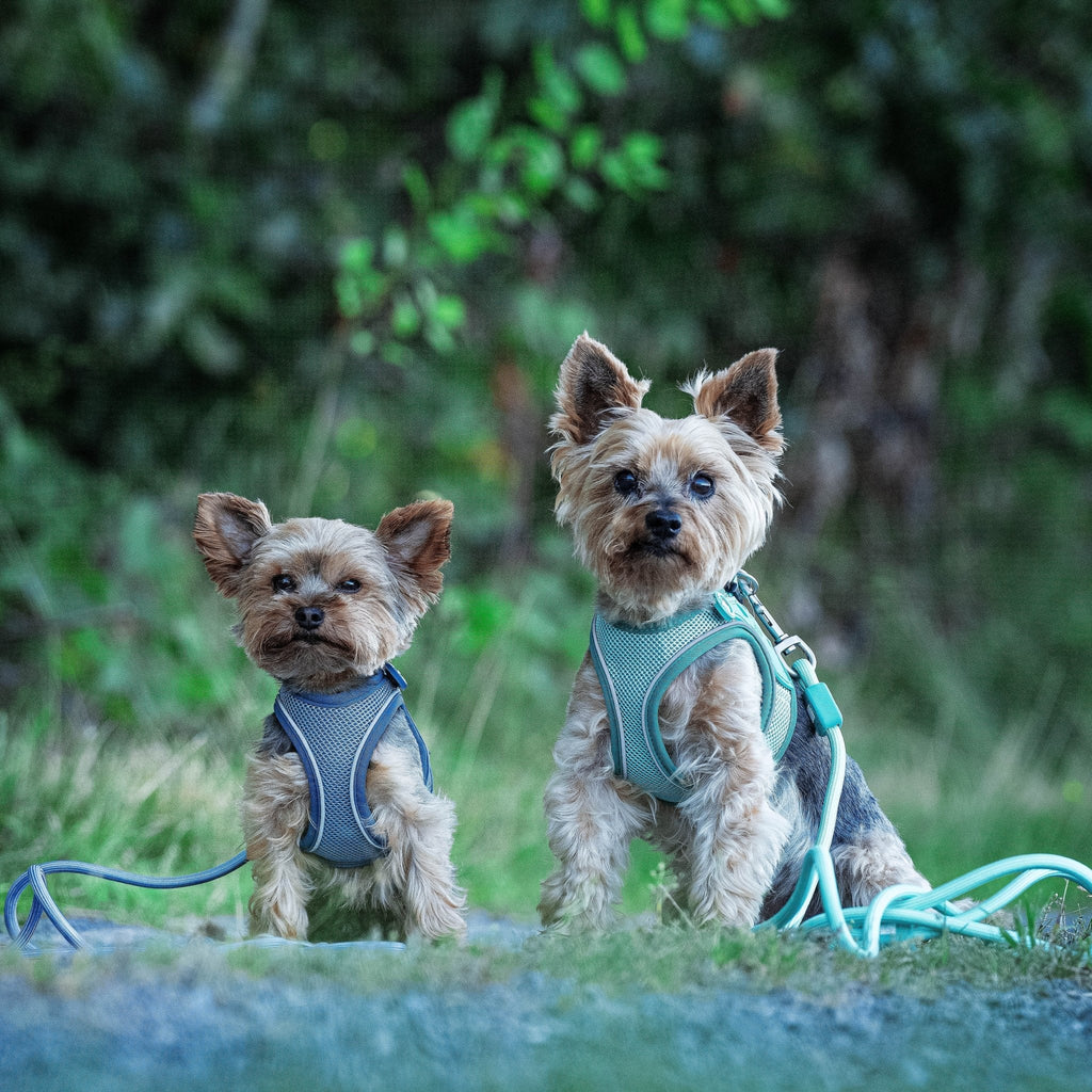 Matrix 2.0 Adjustable Rope Leash