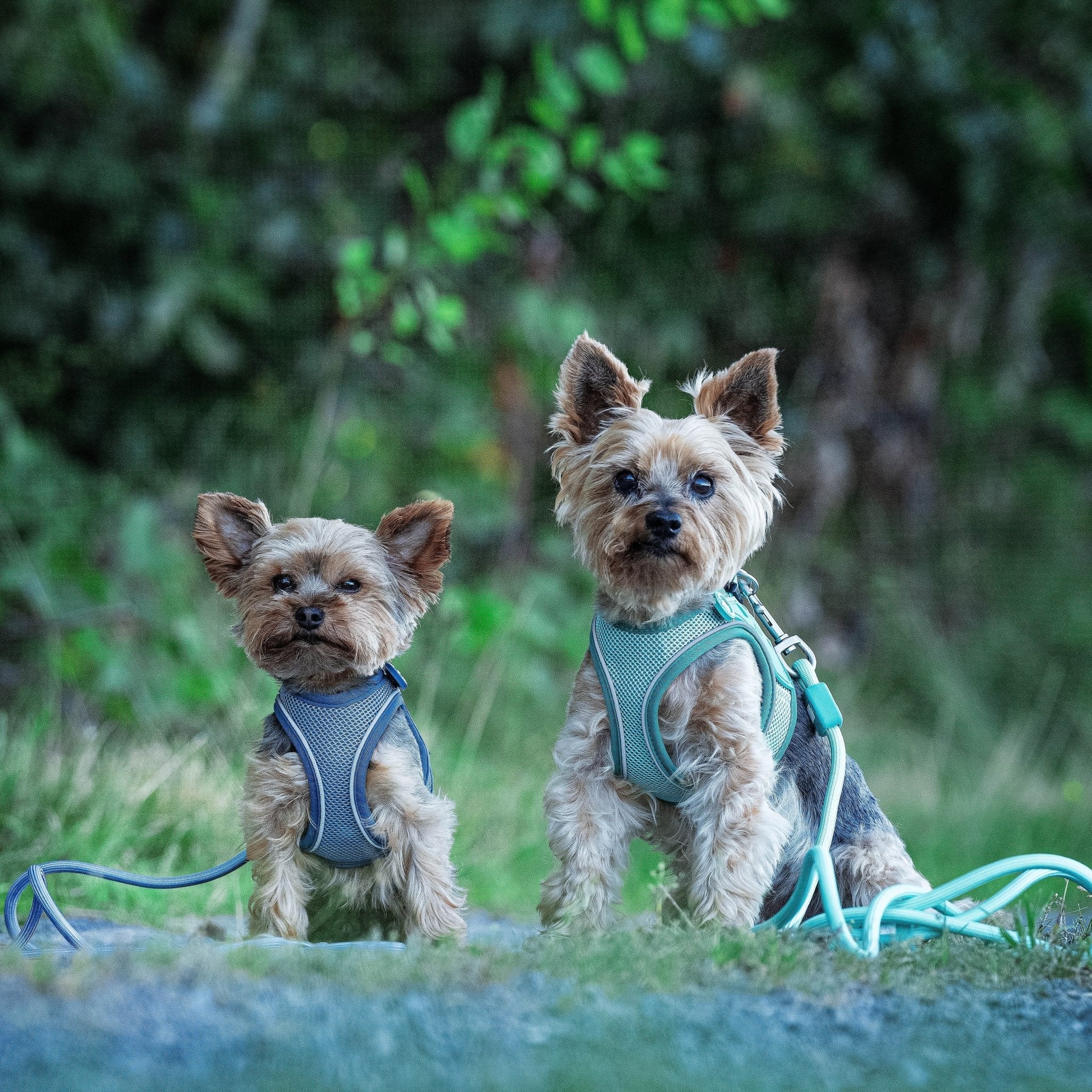 Matrix 2.0 Adjustable Rope Leash