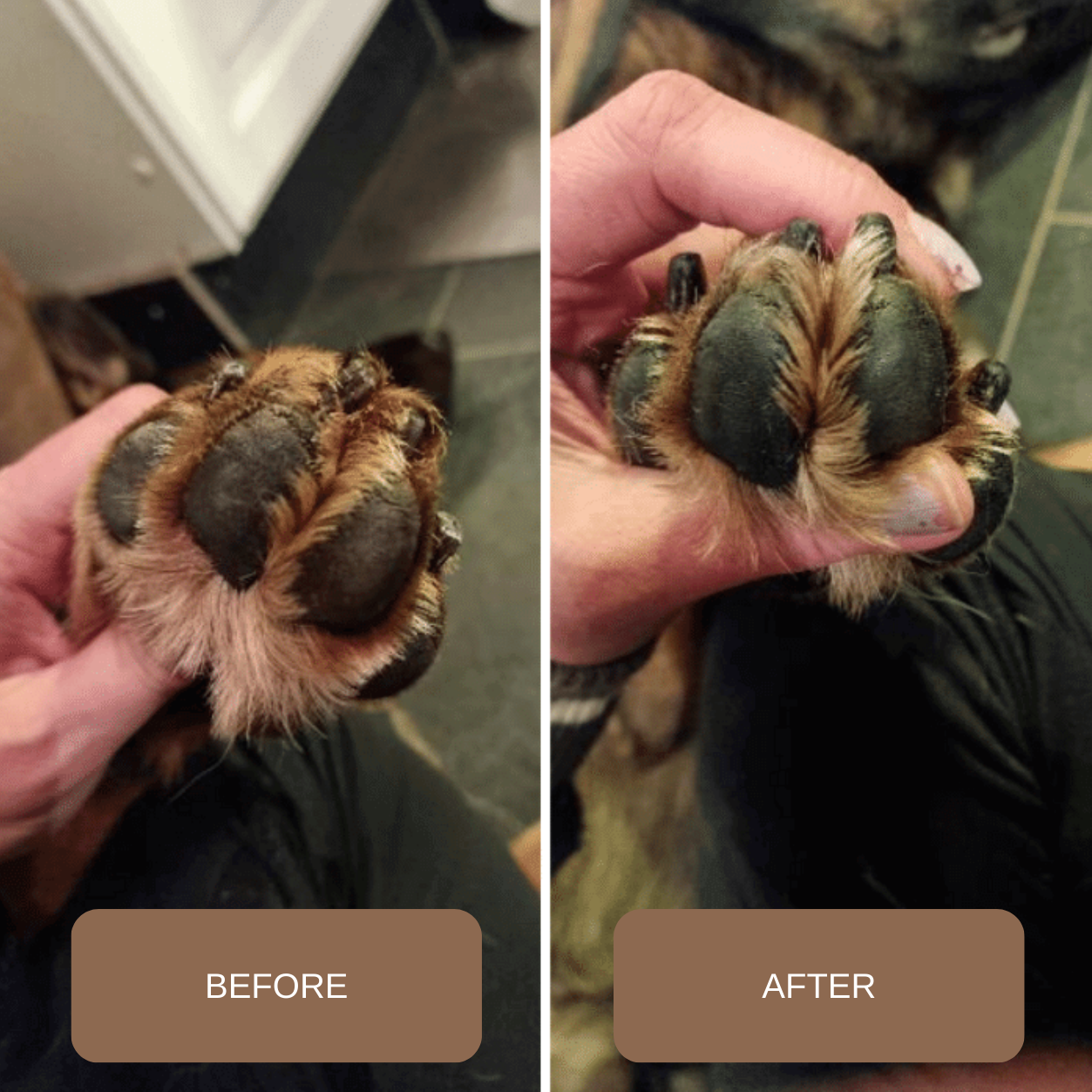 WAP: 1 – Paw Oil
